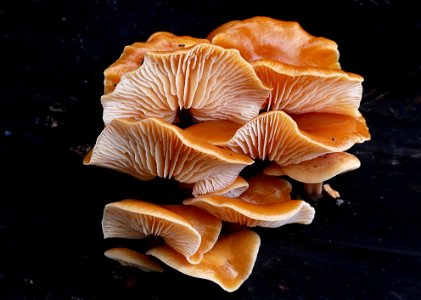 Flammulina velutipes