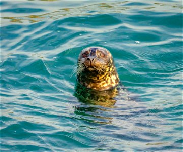 Harbor Seal at Piedras Blancas photo