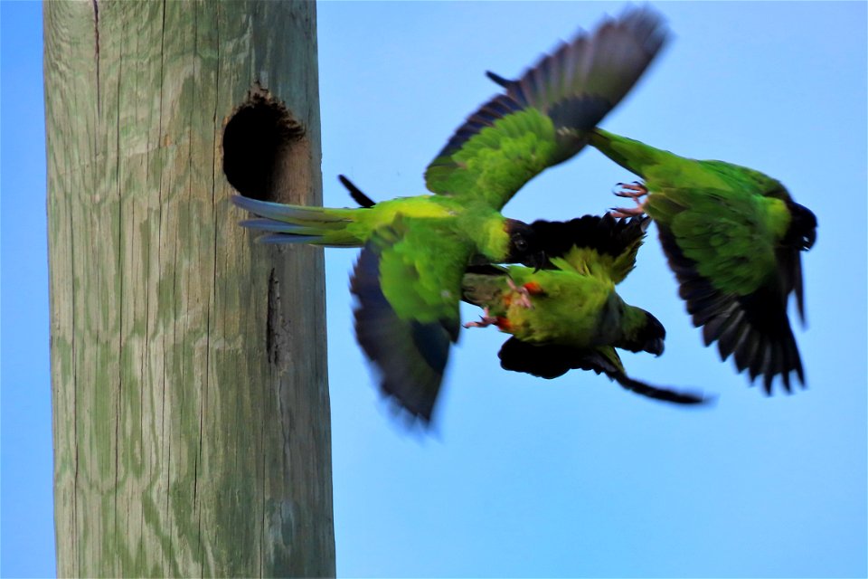 Nanday Parakeets photo