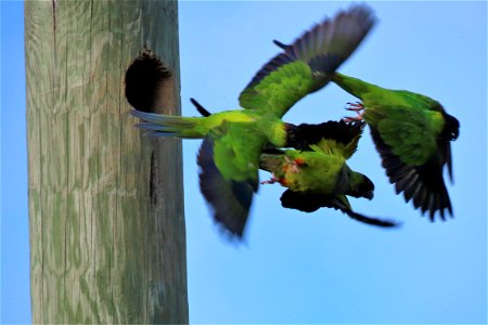 Nanday Parakeets photo