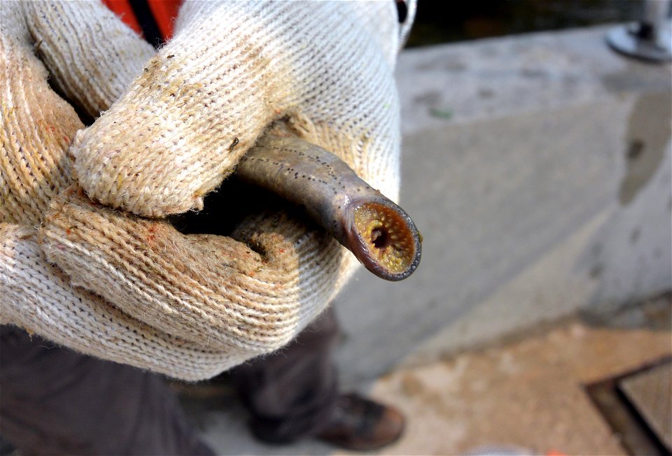 Sea lamprey traps often produce by-catch. This native silver lamprey was found in the trap and released back into the St. Mary's River.