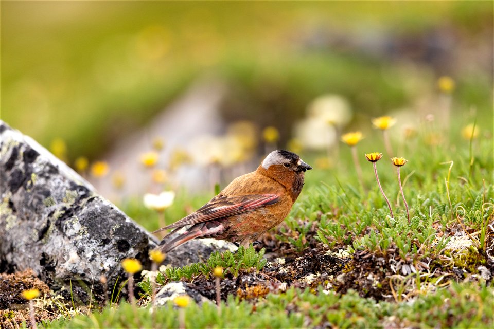 Gray-crowned rosy finch in the subalpine tundra