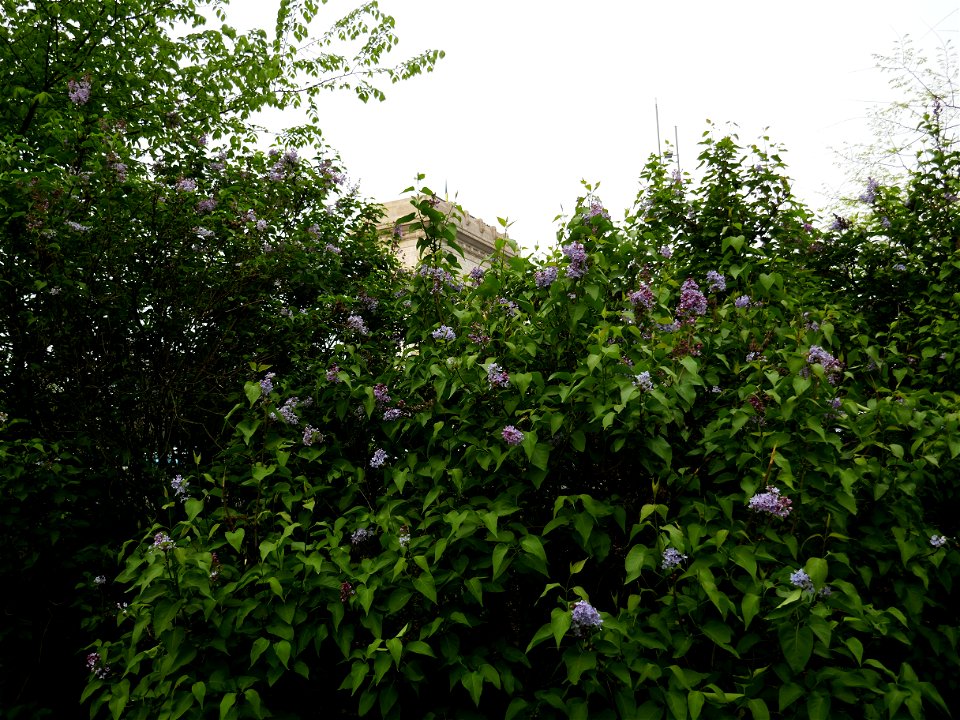 Herestrau Park in spring (10)