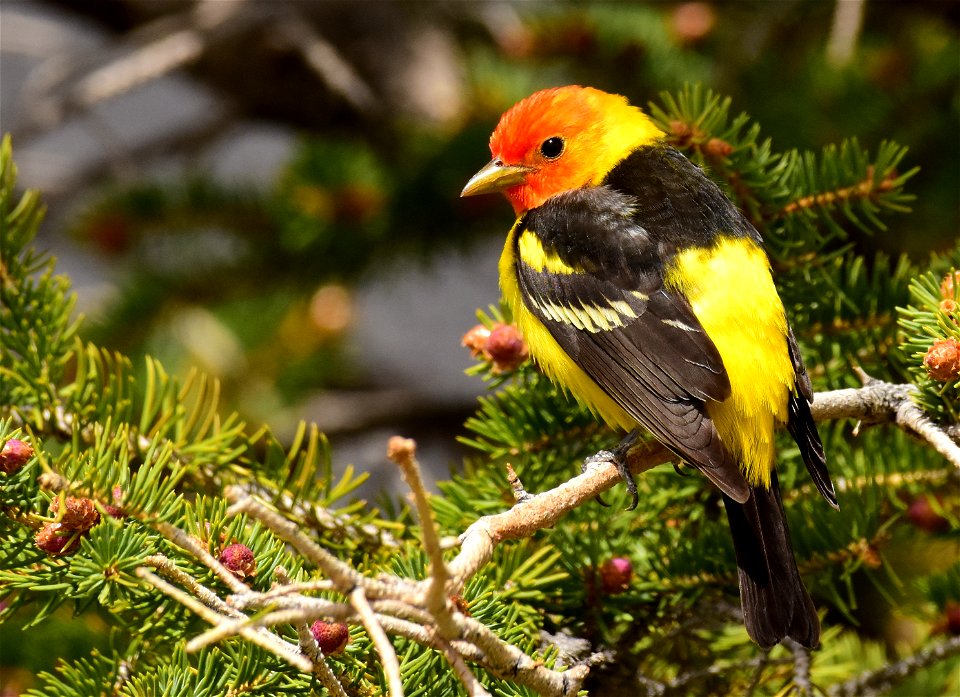 Western tanager at Seedskadee National Wildlife Refuge