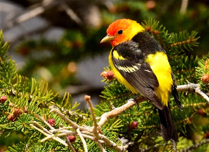Western tanager at Seedskadee National Wildlife Refuge