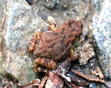 TOAD, FOWLER'S (Anaxyrus fowleri)  (06-06-2023) Quest at Latta Nature Preserve, mecklenburg co, nc (1)