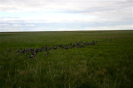 Cackling Geese photo