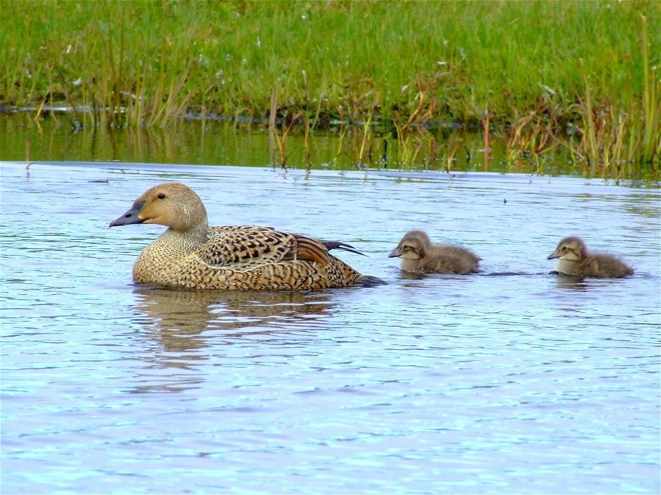 King eider hen with brood photo