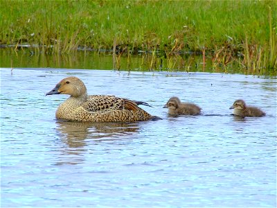 King eider hen with brood
