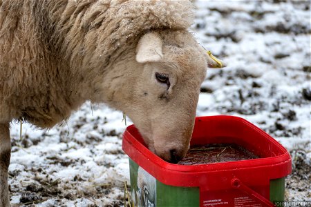 Excuse me, my dinner is frozen! photo