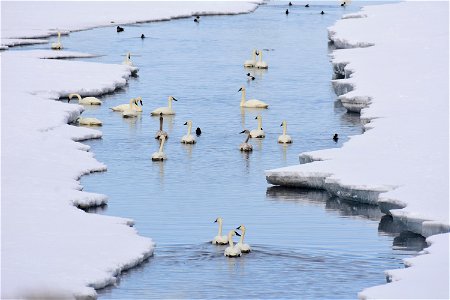 Trumpeter swans at Seedskadee National Wildlife Refuge
