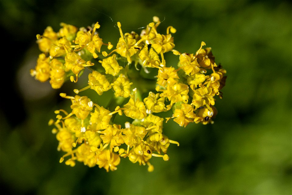 Cymopterus sessiliflorus