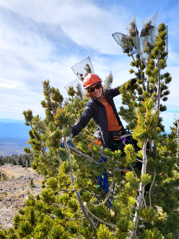 20211019-GP-White Bark Pine Cone collection 01  photo by Mt Adams Resource Stewards