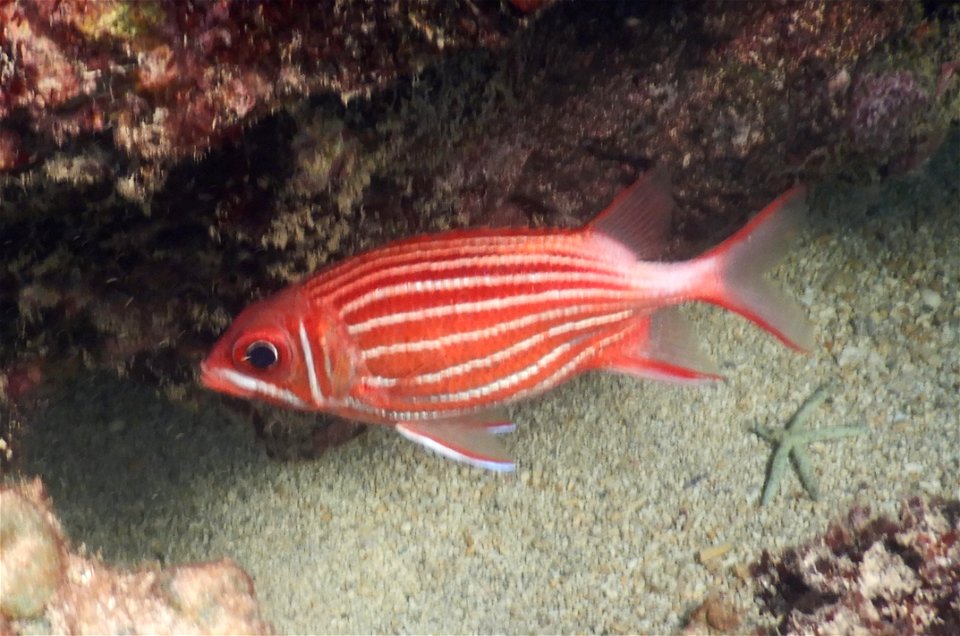 Sargocentron diadema 1