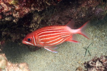 Sargocentron diadema 1