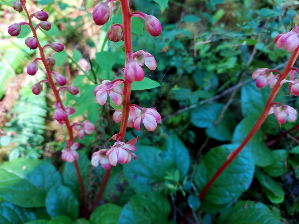 Pink wintergreen, Mt. Baker-Snoqualmie National Forest. Photo by Anne Vassar June 17, 2021.