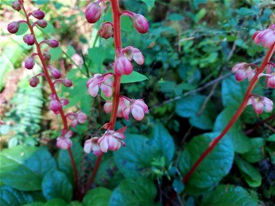 Pink wintergreen, Mt. Baker-Snoqualmie National Forest. Photo by Anne Vassar June 17, 2021.
