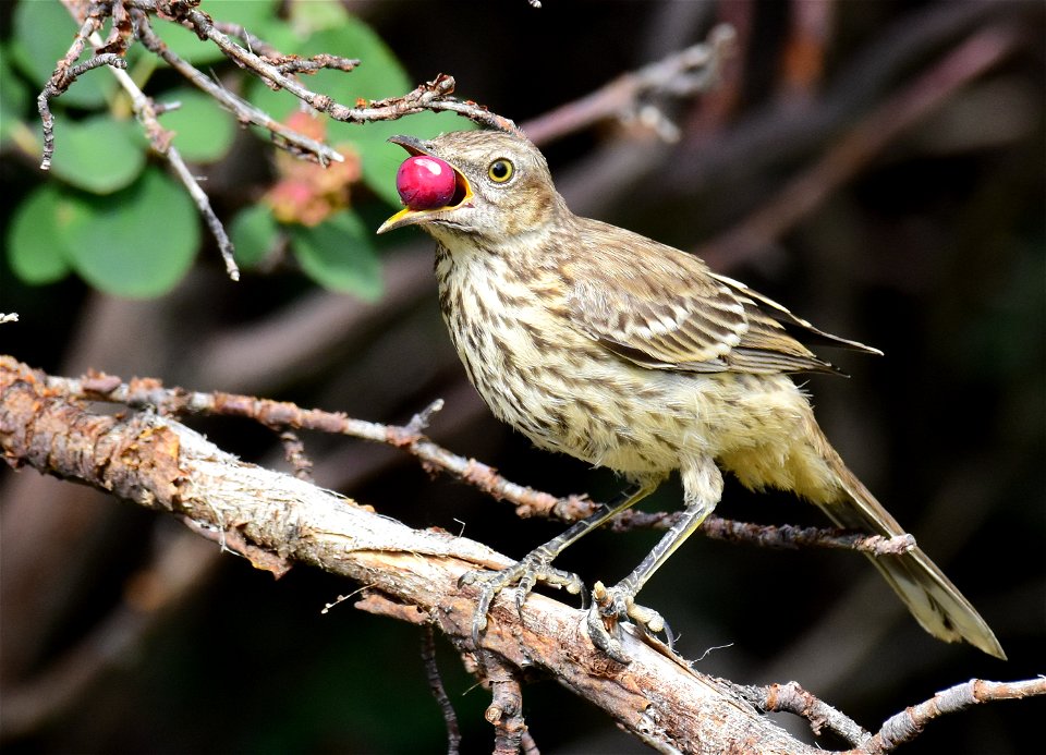 Sage thrasher at Seedskadee National Wildlife Refuge