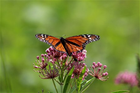 Monarch Butterfly on Swamp Milkweed photo