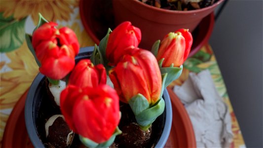 tulips_lalele-2023_0219_164404