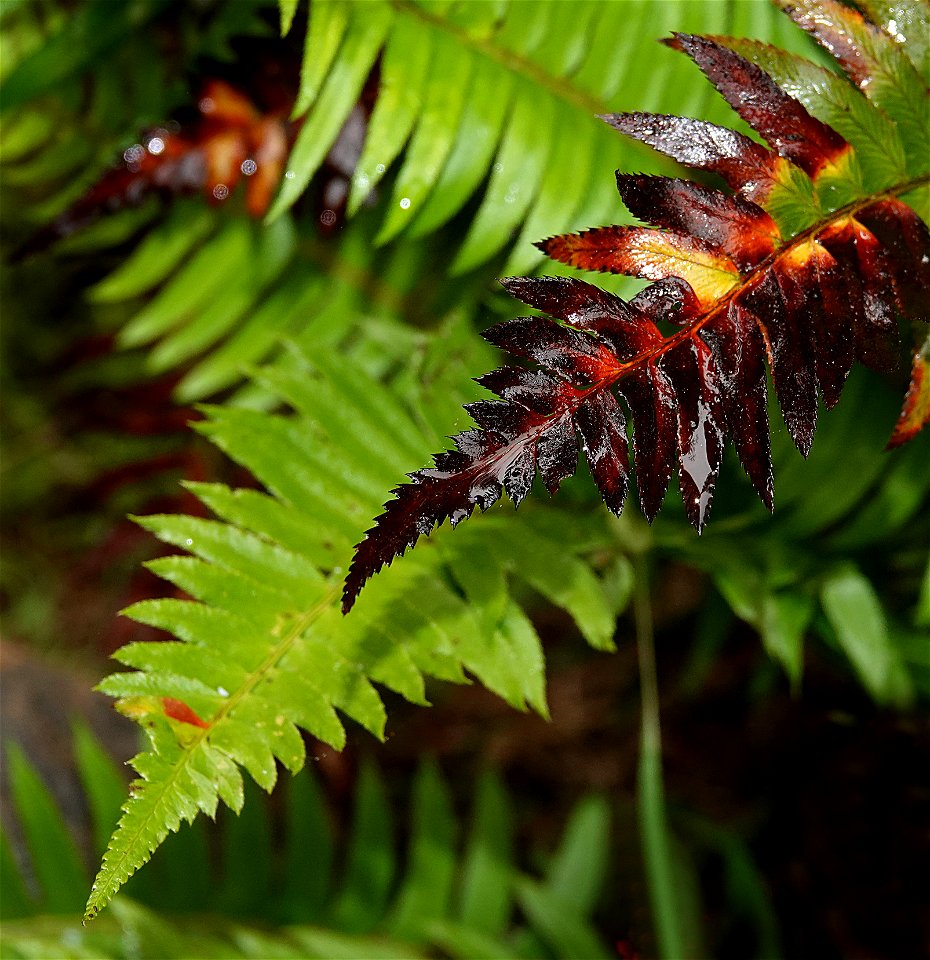 FERN (08-26-2022) tolowa dunes s p, del norte co, ca -01