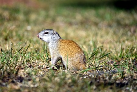 Gopher photo