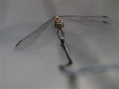 OI000151