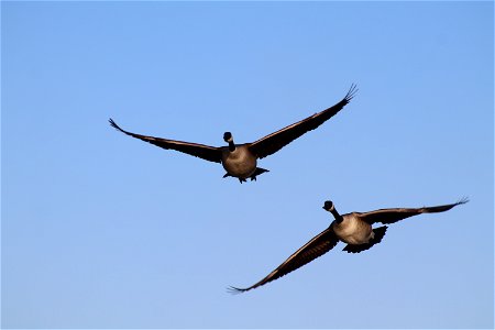 Canada Geese Flying Owens Bay Lake Andes National Wildlife Refuge South Dakota photo