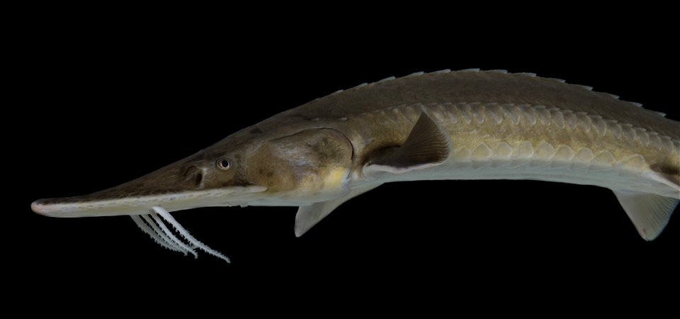 Shovelnose Sturgeon (Scaphirhynchus platorynchus)