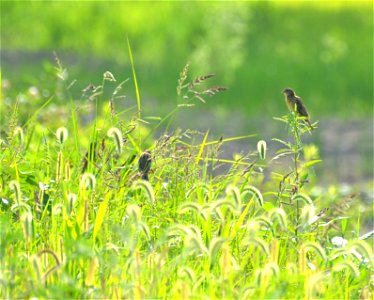 Blooming grasses with dickcissels photo