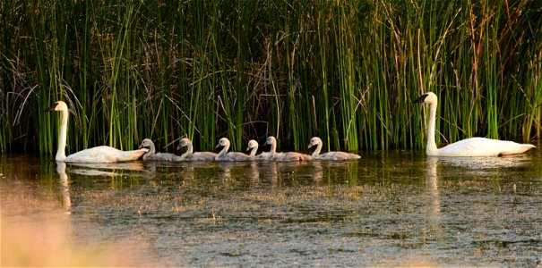 Trumpeter swan at Seedskadee National Wildlife Refuge