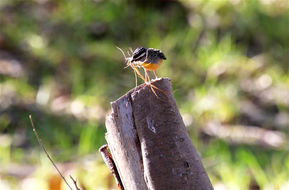 Spotted pardalote (pardalotus punctatus)