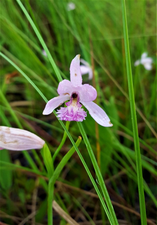 LakeMattamuskeet area plants ncwetlands SK (4)
