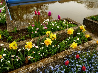 Herestrau Park in spring (86)