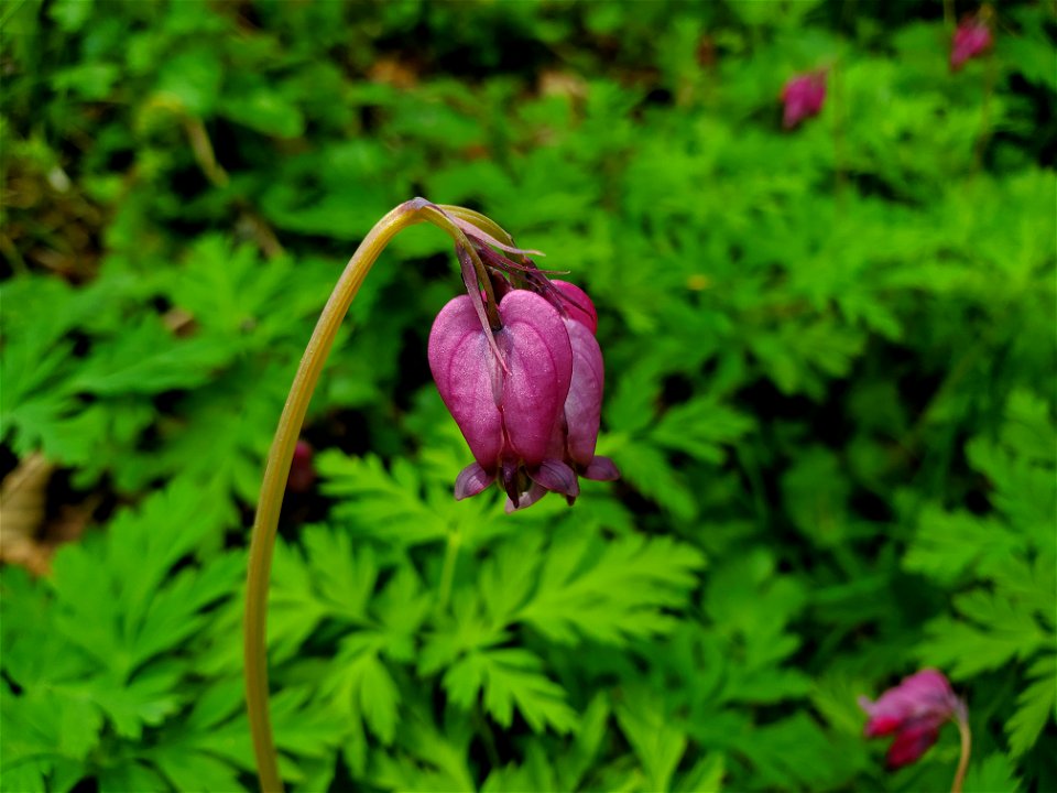 Bleeding Hearts along the Beaver Lake Trail, Mt. Baker-Snoqualmie National Forest. Photo by Anne Vassar April 29, 2021. photo