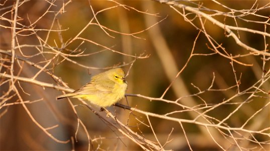 Orange-crowned Warbler Huron Wetland Management District