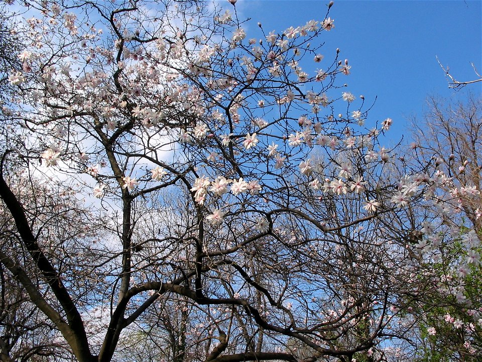 Cismigiu_20040328_23