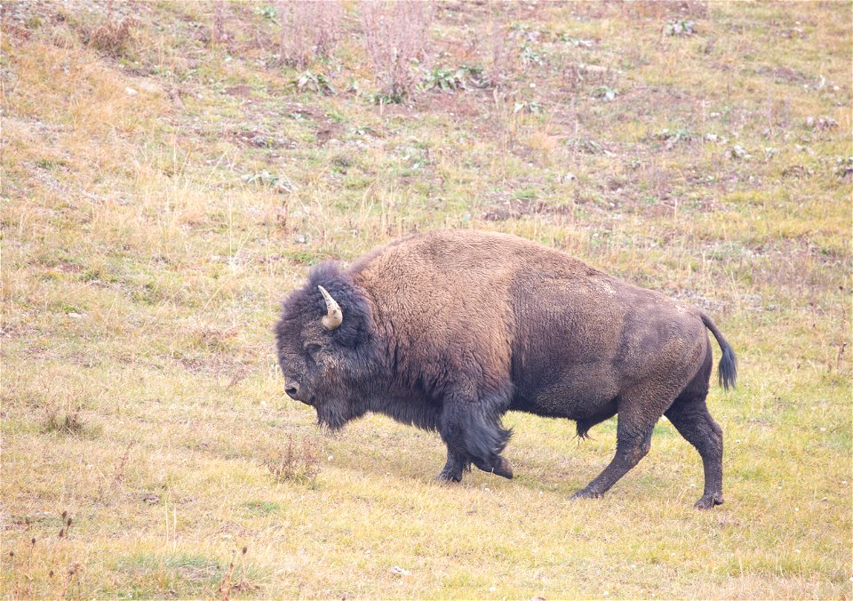 Bull bison near Roaring Mountain