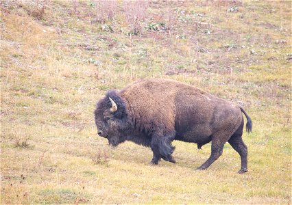 Bull bison near Roaring Mountain