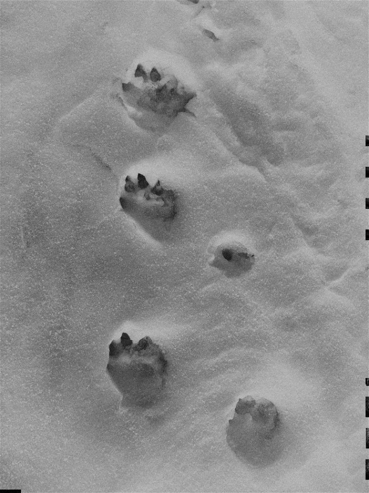 Tracking the Moose Prints