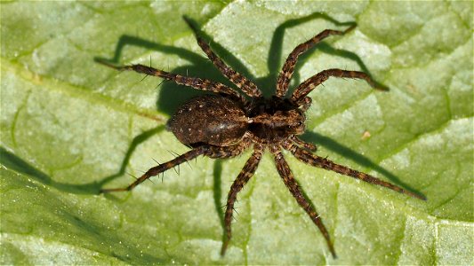 Pardosa amentata (Uferlaufwolf) - Weibchen sonnt sich in der Abendsonne