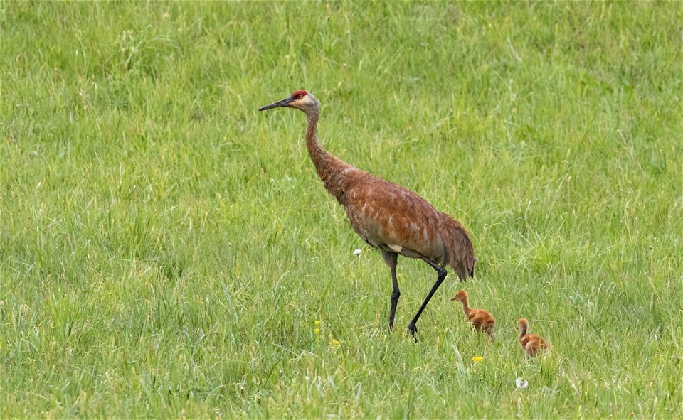 Sandhill crane with colts in the rain