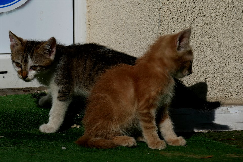 independent-cats_2017_0624_082813