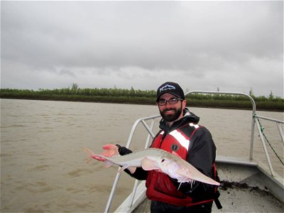 Pallid Sturgeon Monitoring in the Missouri River photo