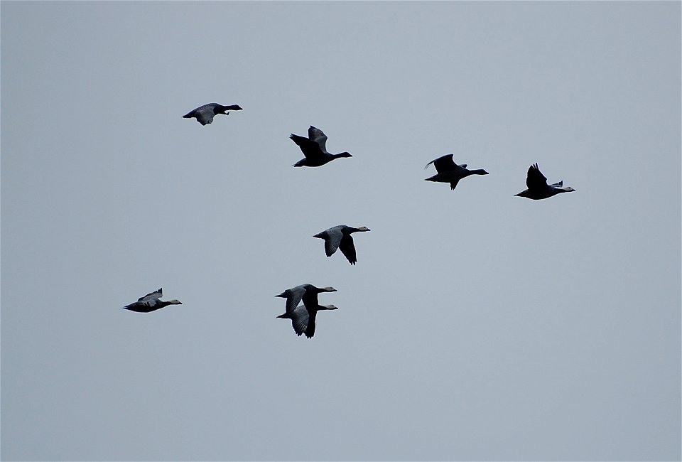 Brant at Izembek Lagoon
