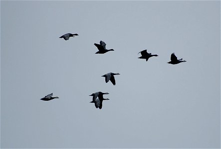 Brant at Izembek Lagoon