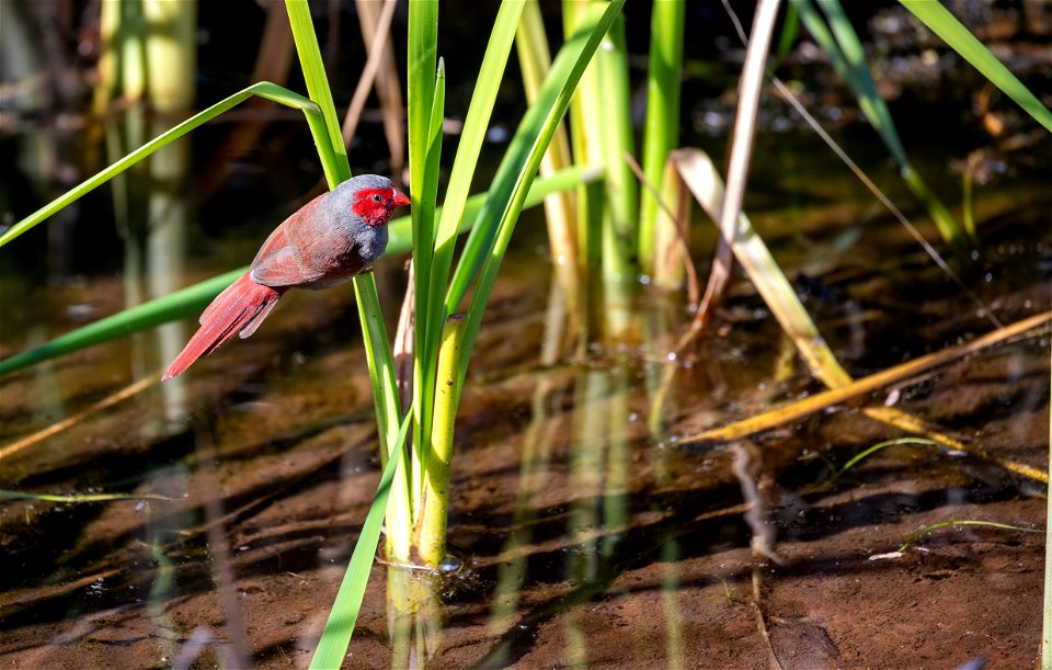 Black-bellied crimson finch