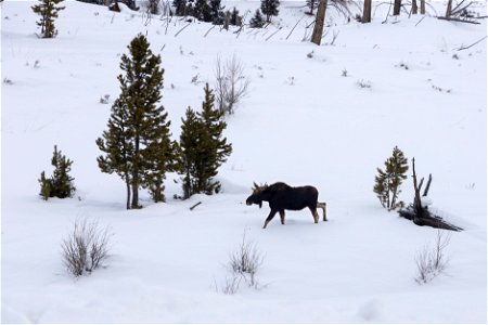 A bull moose walks through the snow photo