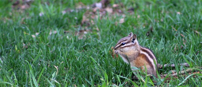 Least Chipmunk at D.C. Booth Historic National Fish Hatchery photo