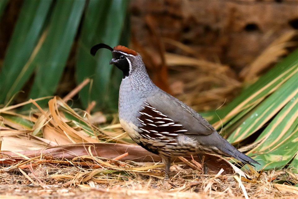 Gambel's quail at Oasis of Mara